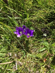 Gentiana pyrenaica