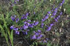 Dracocephalum peregrinum