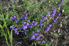 Dracocephalum peregrinum