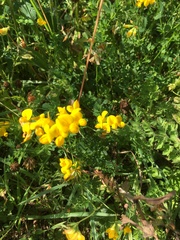 Lotus corniculatus