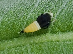 Scaphoideus incisus