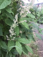 Calamagrostis epigejos