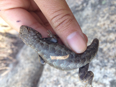 Sceloporus graciosus vandenburgianus