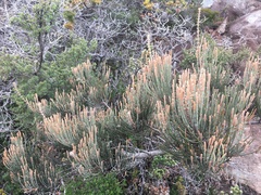 Allocasuarina crassa
