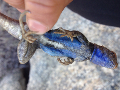 Sceloporus graciosus vandenburgianus
