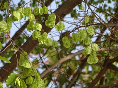 Holoptelea integrifolia