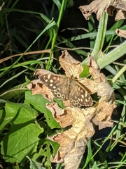 Pararge aegeria