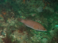 Ctenolabrus rupestris