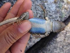 Sceloporus graciosus vandenburgianus