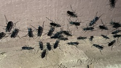 Chalybion zimmermanni