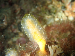 Aplidium punctum