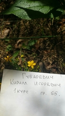 Hypericum perforatum