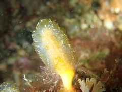 Aplidium punctum
