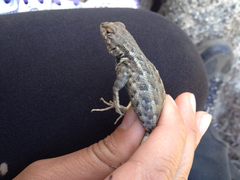 Sceloporus graciosus vandenburgianus
