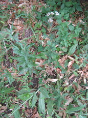 Achillea millefolium