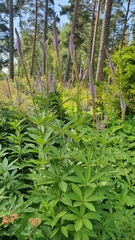 Veronicastrum