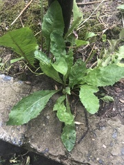 Taraxacum officinale