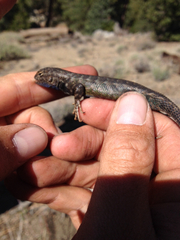 Sceloporus graciosus vandenburgianus