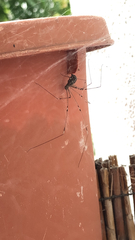 Holocnemus pluchei