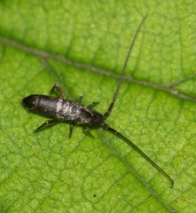 Pogonognathellus longicornis