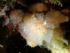 Morchellium argus