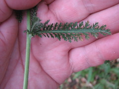 Achillea millefolium