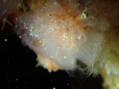 Morchellium argus