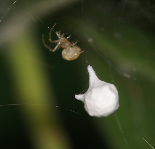 Sputnik Spider