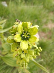 Veratrum lobelianum