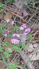 Thymus serpyllum