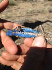 Sceloporus graciosus vandenburgianus