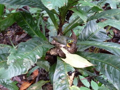 Platysteira concreta