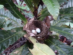 Platysteira concreta