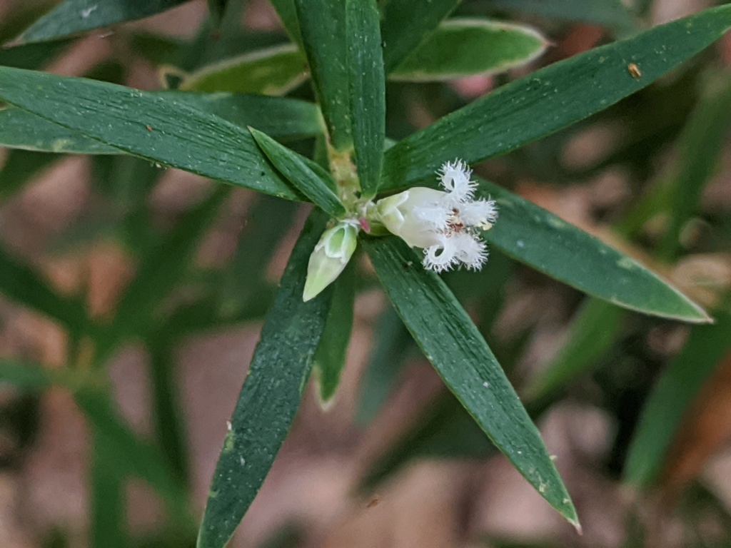 Acrothamnus spathaceus