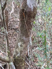 Acrothamnus spathaceus
