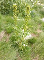 Veratrum lobelianum
