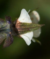 Viola arvensis arvensis
