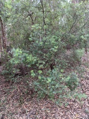 Acrothamnus spathaceus