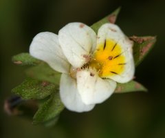 Viola arvensis arvensis