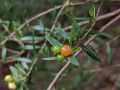 Acrothamnus spathaceus