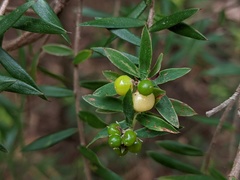 Acrothamnus spathaceus