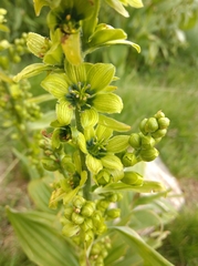 Veratrum lobelianum