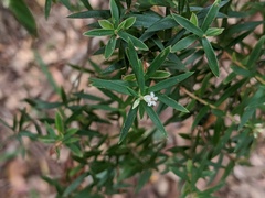 Acrothamnus spathaceus