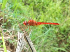 Crocothemis servilia