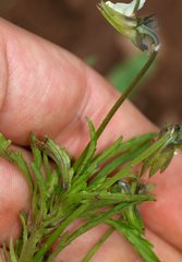 Viola arvensis arvensis