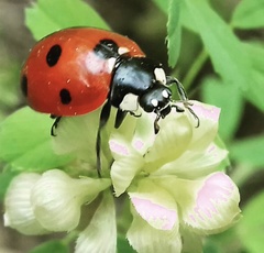 Coccinella septempunctata