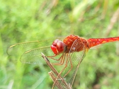 Crocothemis servilia