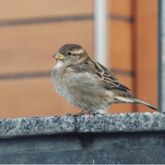 Passer domesticus
