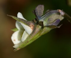 Viola arvensis arvensis