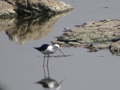 Himantopus himantopus